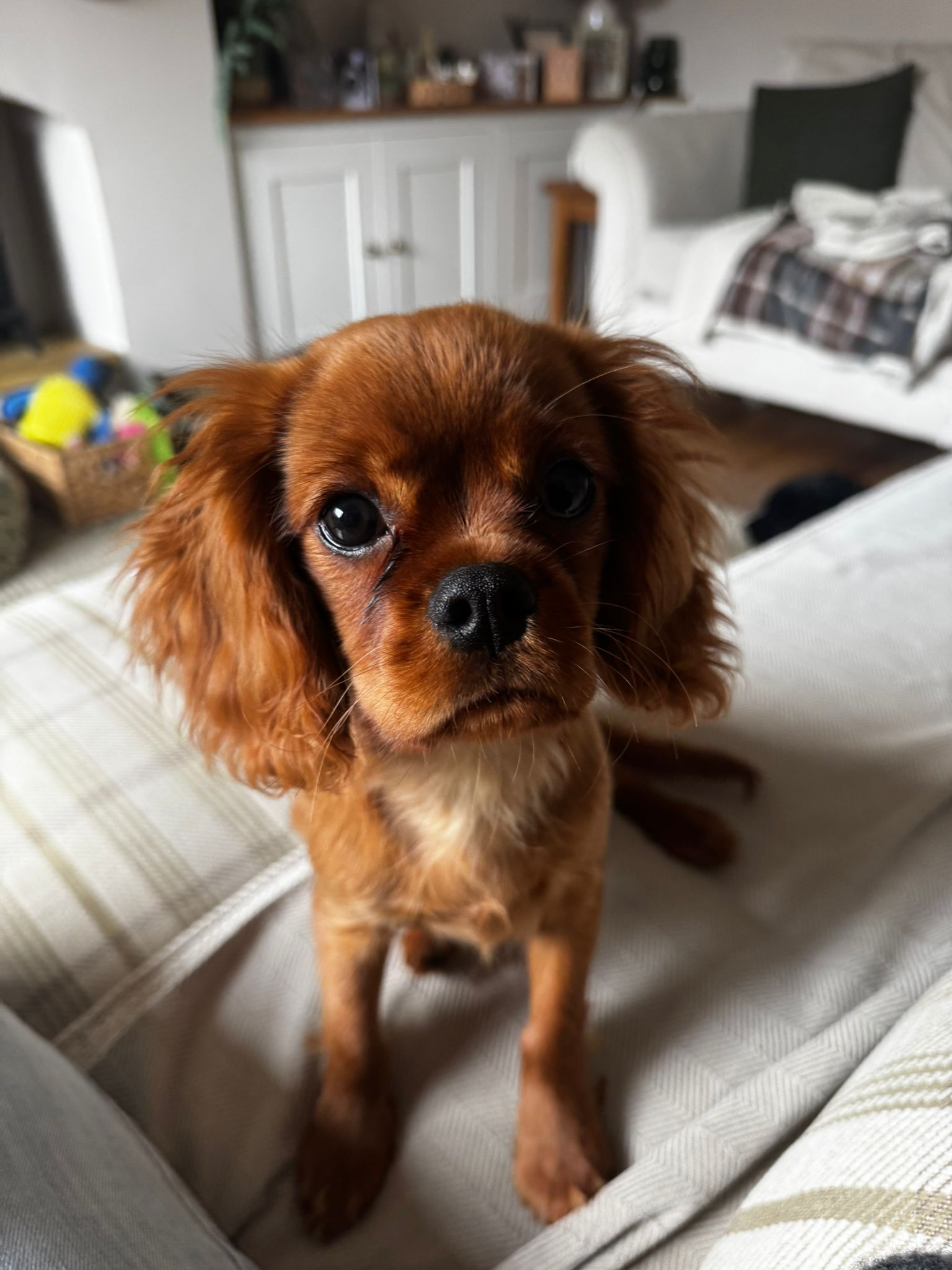 Happy dog on an adventure walk in Kent