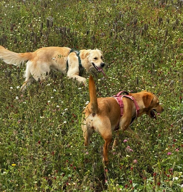 Dog collage image 10