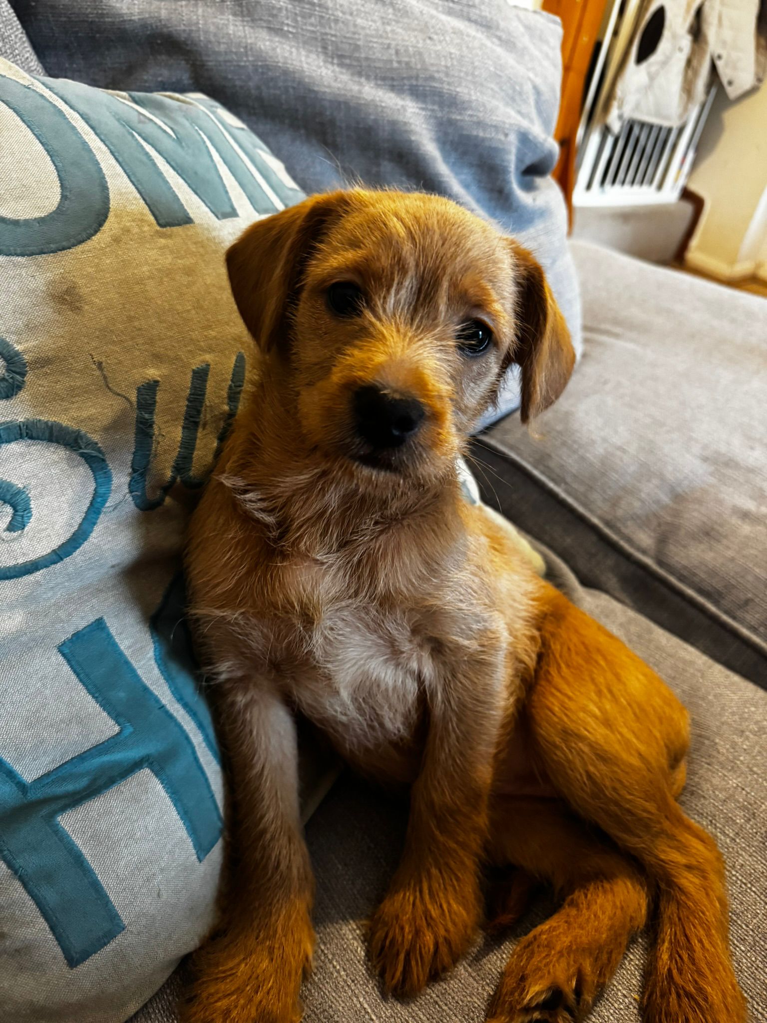 Trusted dog walker caring for a happy pup