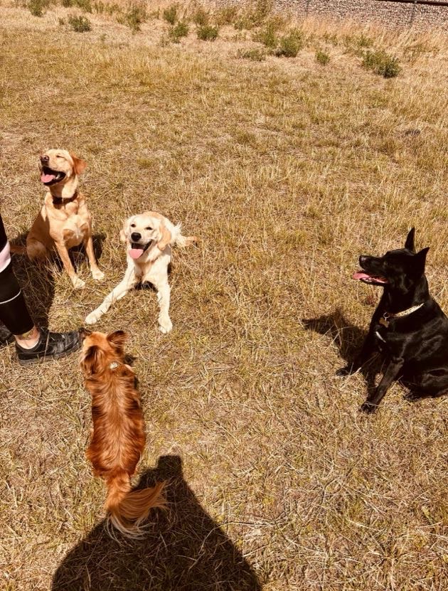 Dog collage image 11