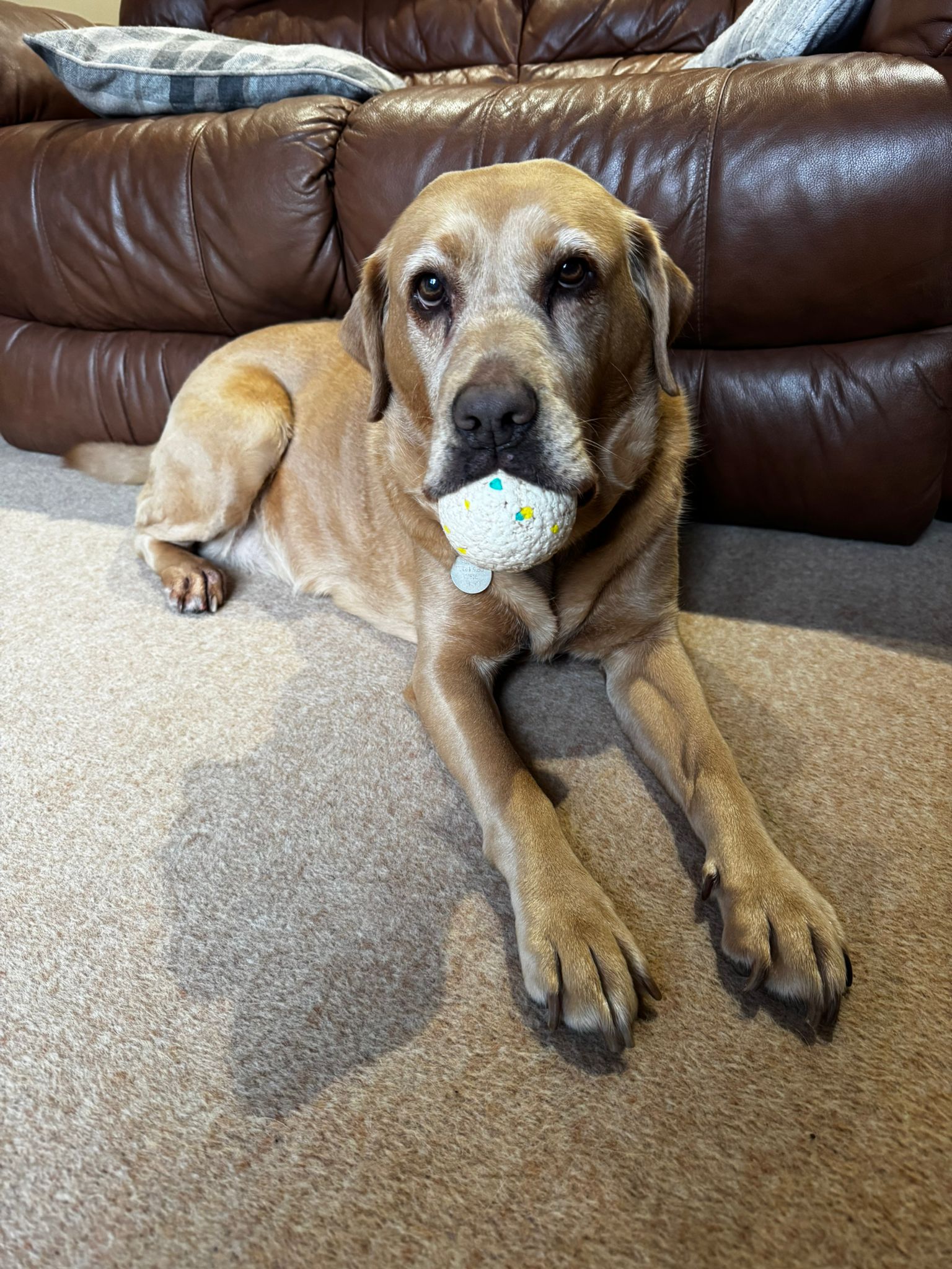 Dog exploring the outdoors in Ashford