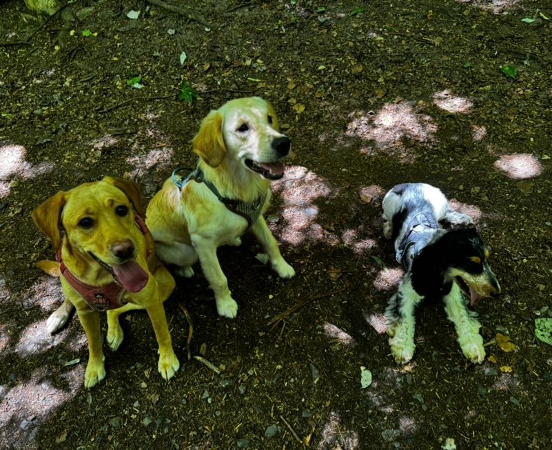 Dog collage image 12