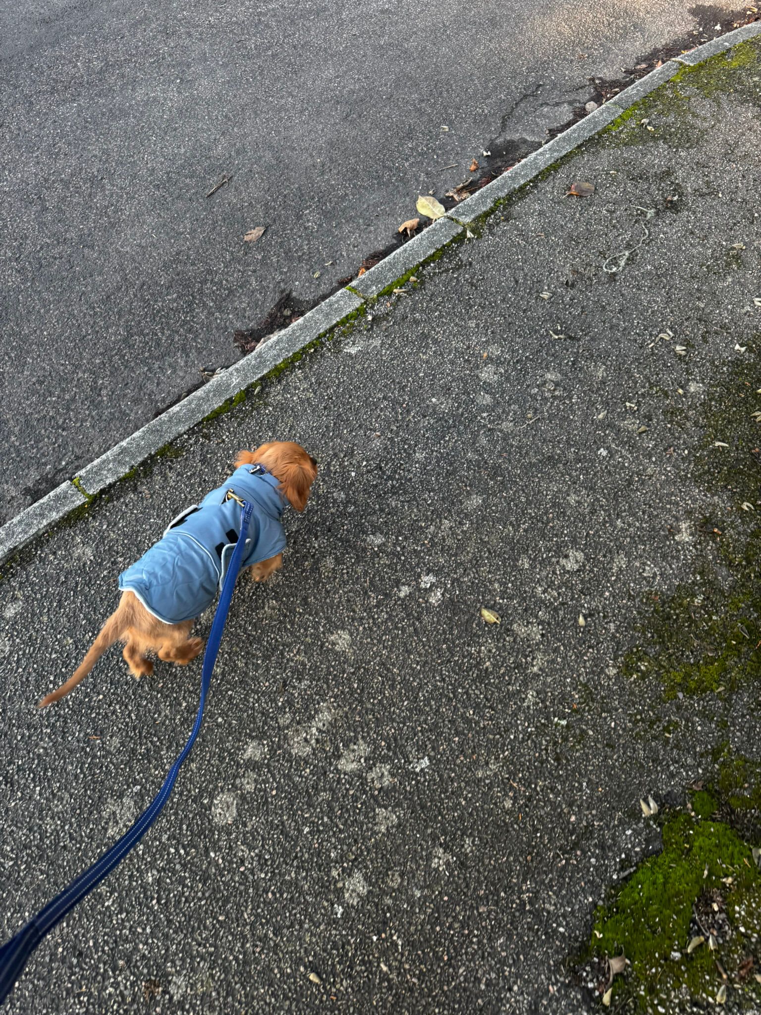 Professional pet care services in Kent