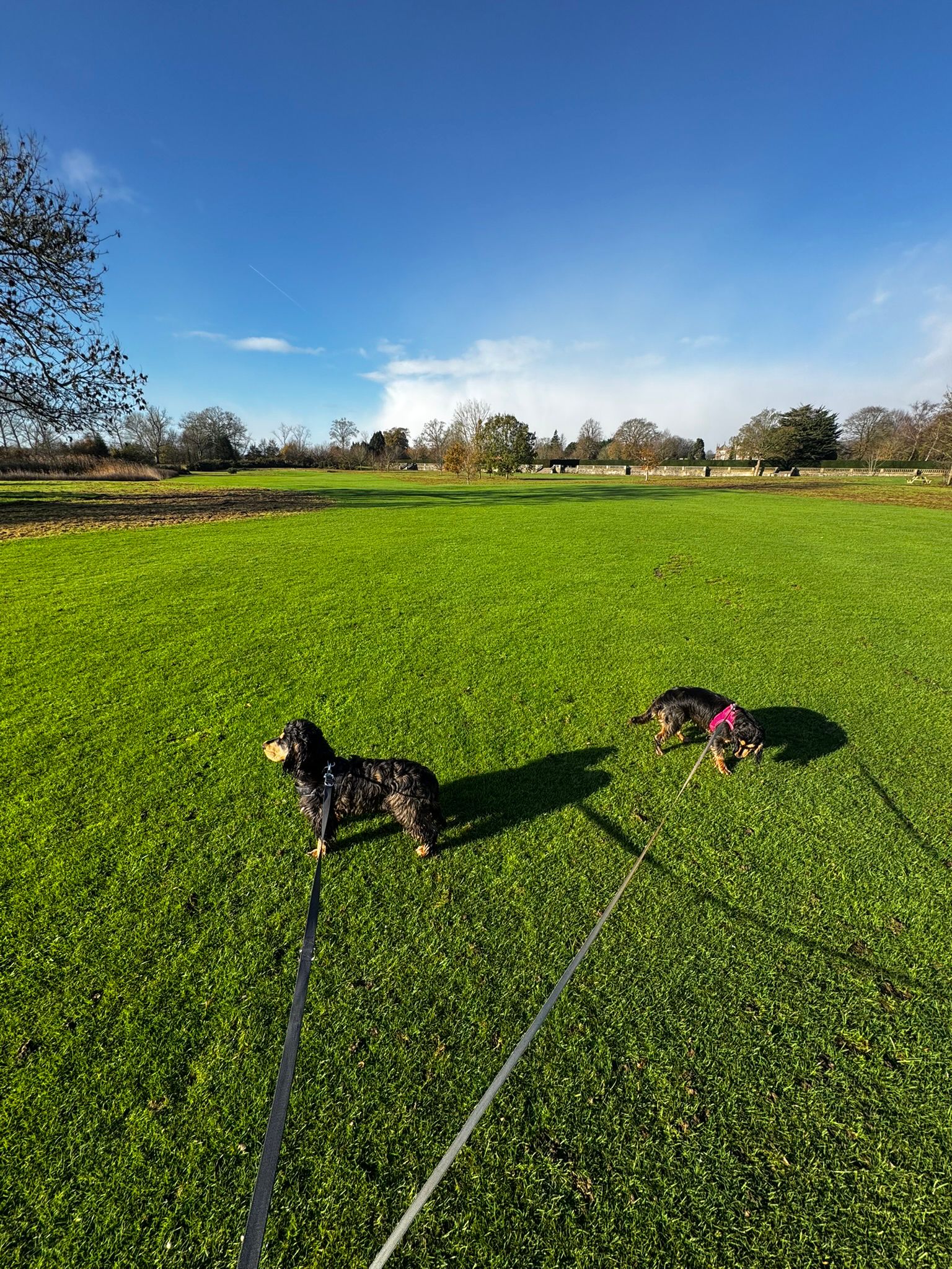 Happy dog on a 60-minute structured walk