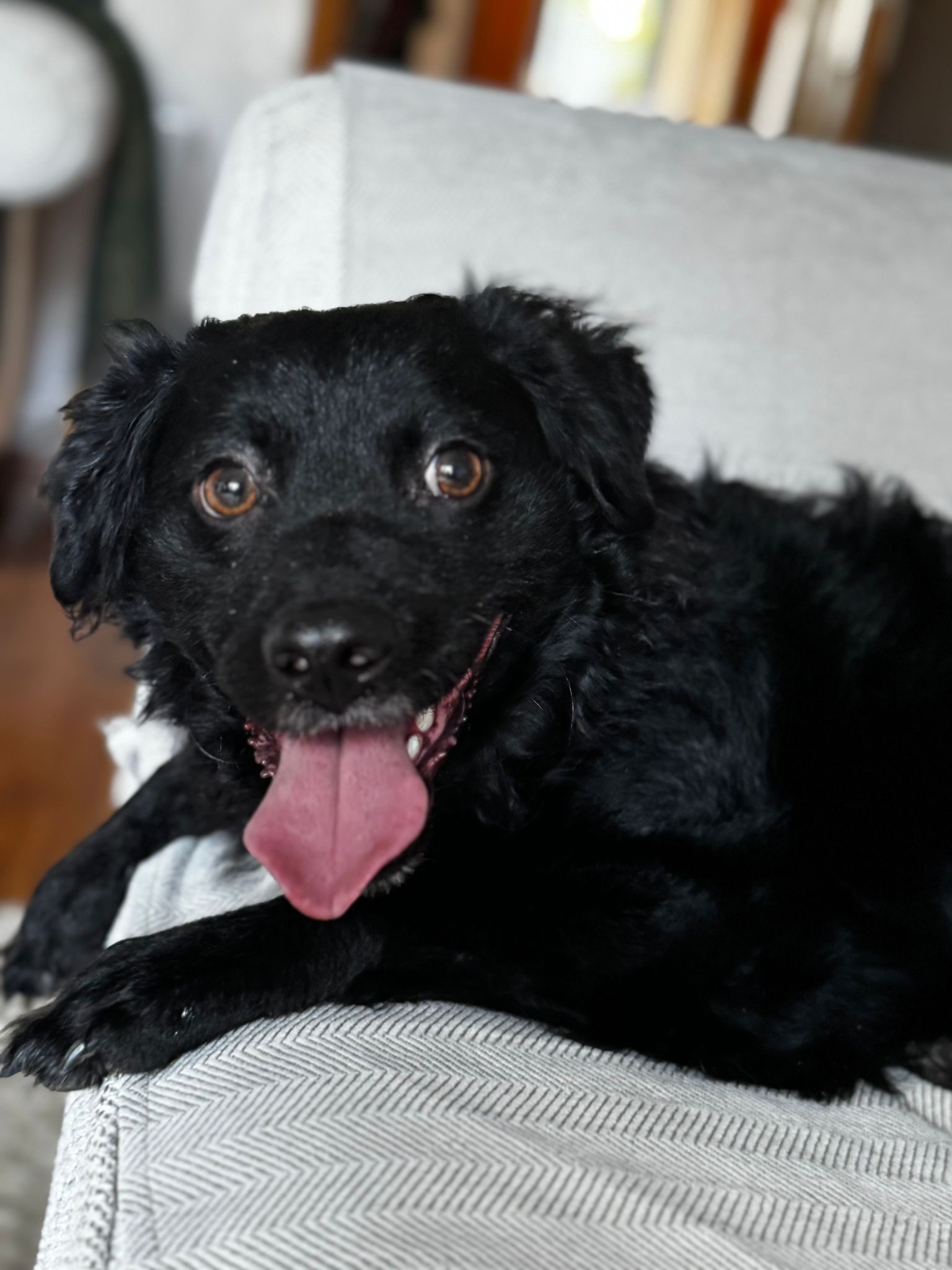 Dog walking in the beautiful Kent countryside