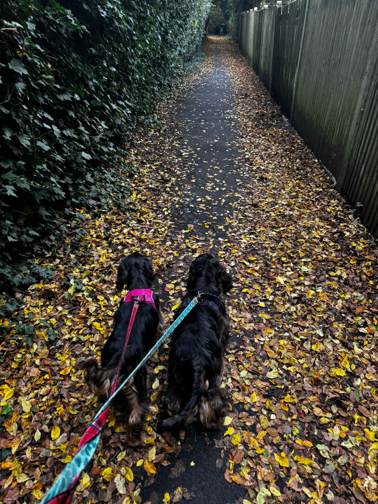Energetic dog enjoying a 2-hour adventure walk