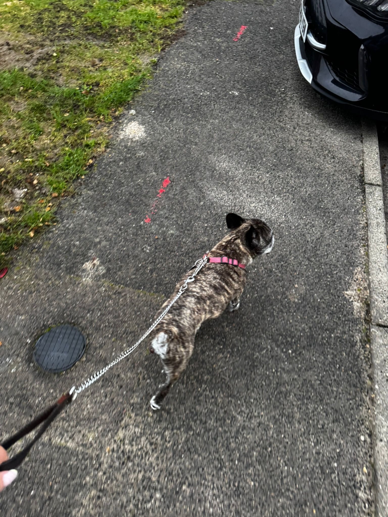 DBS checked dog walker with happy client dog