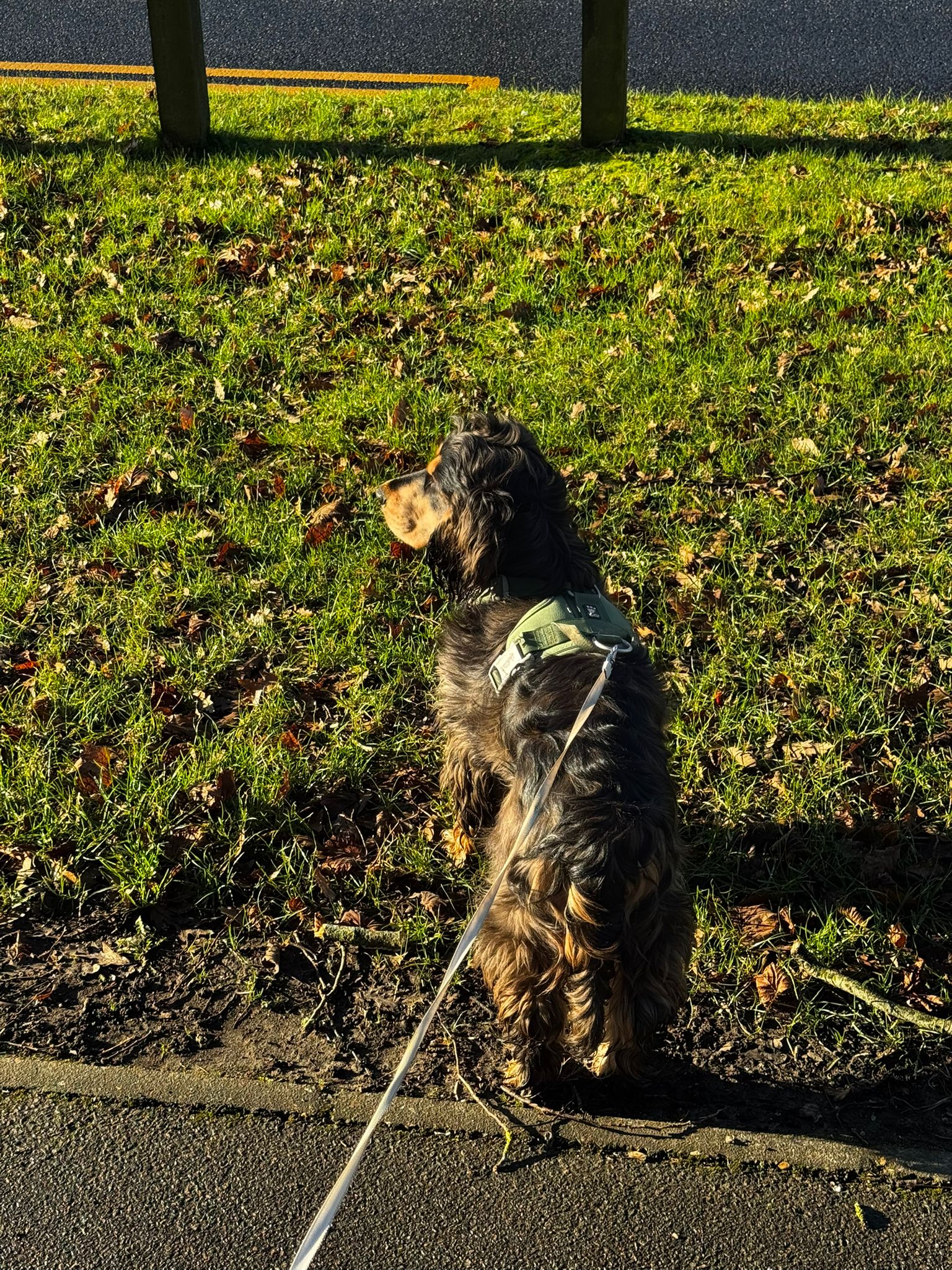 Dog enjoying mental stimulation on a walk